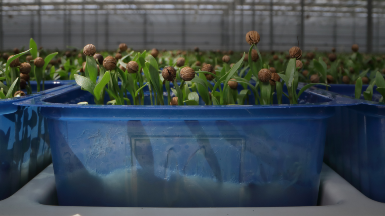 Earth Day: Van Inzicht naar Herstel