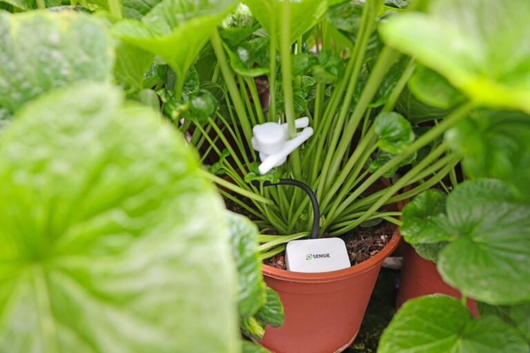 Division Q investeert in Sensie om plantgestuurd telen in de glastuinbouw te versnellen